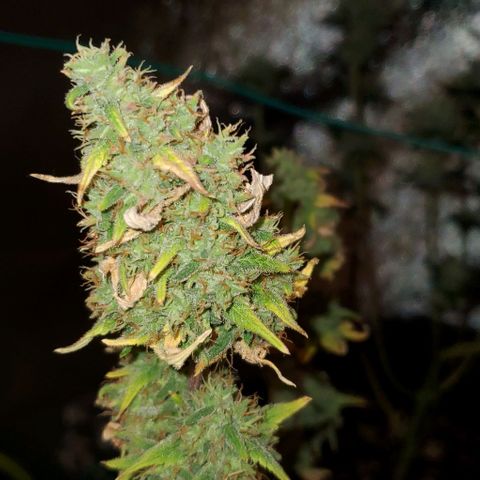 Corkscrew growlog timeline photo