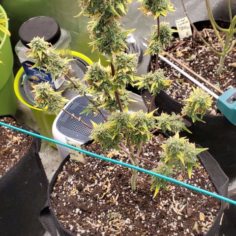 Corkscrew growlog timeline photo