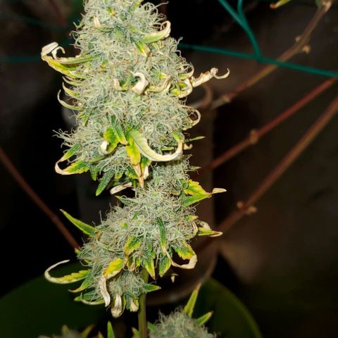 Bonnibel growlog timeline photo