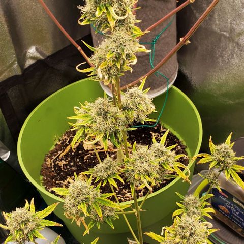 Bonnibel growlog timeline photo