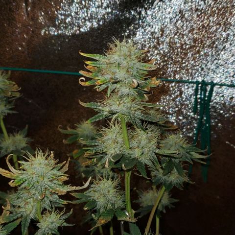 Eve growlog timeline photo