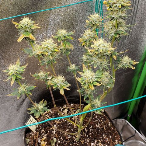 Eve growlog timeline photo