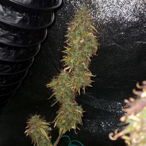 Starla growlog photo: The last of Starla gets chopped today. She's been wonderful, and a delight to grow with. 