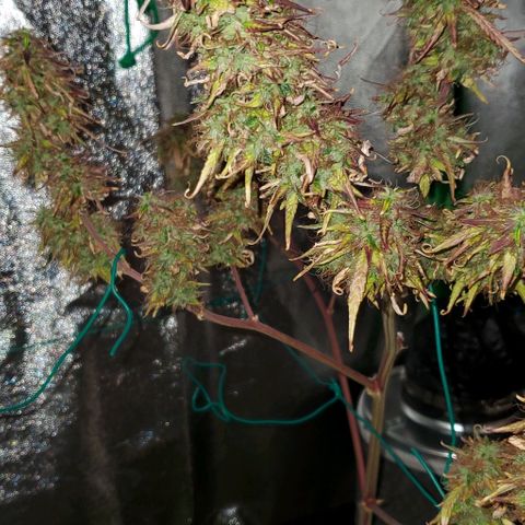 Starla growlog photo: The last of Starla gets chopped today. She's been wonderful, and a delight to grow with. 