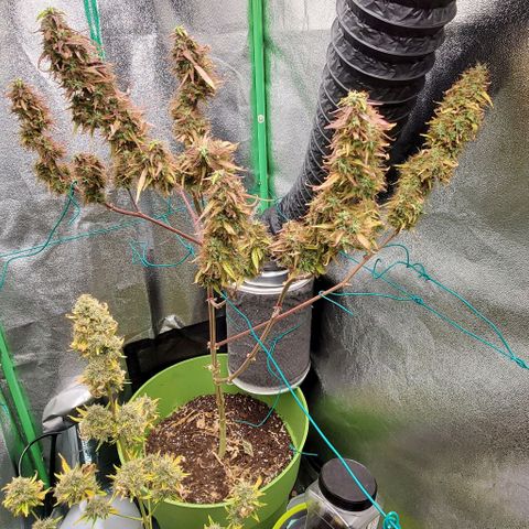 Starla growlog photo: The last of Starla gets chopped today. She's been wonderful, and a delight to grow with. 