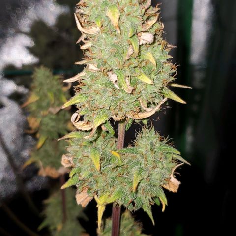 Corkscrew growlog timeline photo