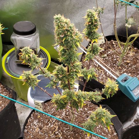 Corkscrew growlog timeline photo