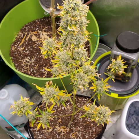 Bonnibel growlog timeline photo