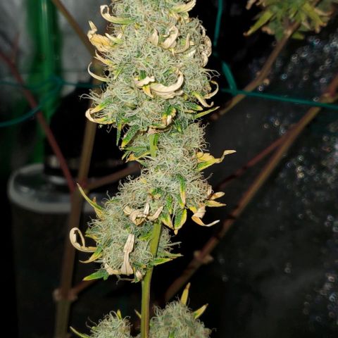 Bonnibel growlog timeline photo