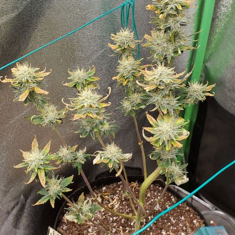 Eve growlog timeline photo