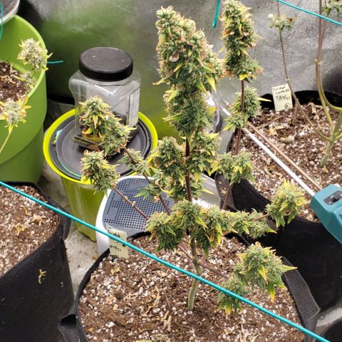 Corkscrew growlog timeline photo
