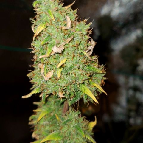 Corkscrew growlog timeline photo