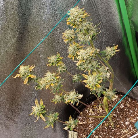 Eve growlog timeline photo