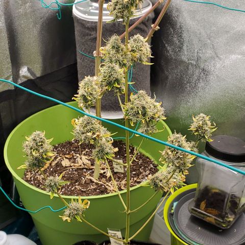 Bonnibel growlog timeline photo