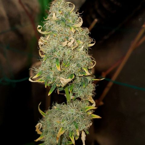 Bonnibel growlog timeline photo