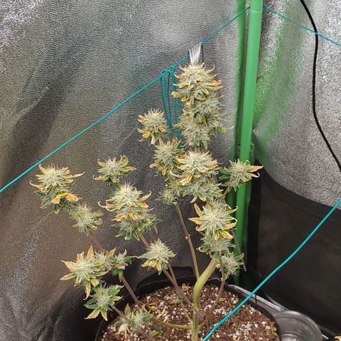 Eve growlog timeline photo
