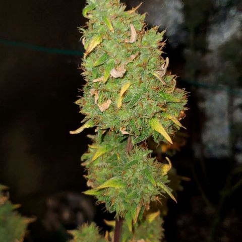 Corkscrew growlog timeline photo