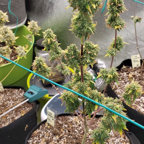 Corkscrew growlog timeline photo
