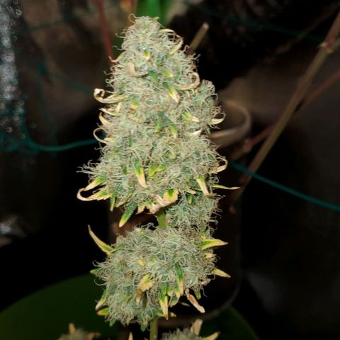 Bonnibel growlog timeline photo