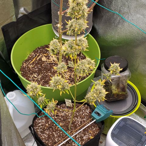 Bonnibel growlog timeline photo