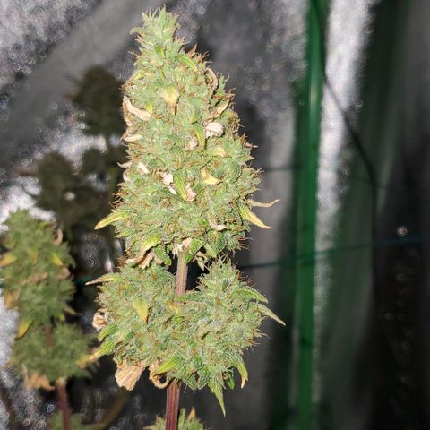Corkscrew growlog timeline photo