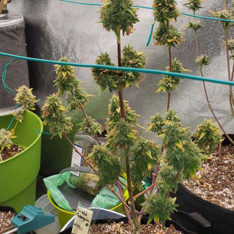 Corkscrew growlog timeline photo