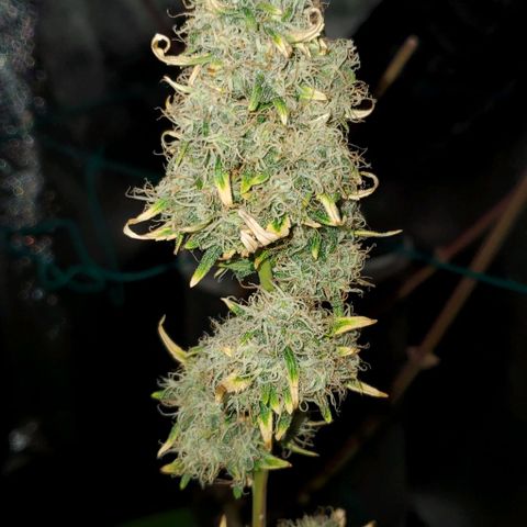 Bonnibel growlog timeline photo