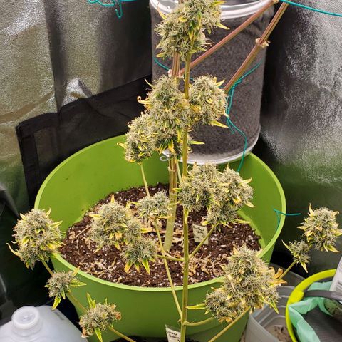 Bonnibel growlog timeline photo