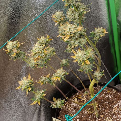 Eve growlog timeline photo