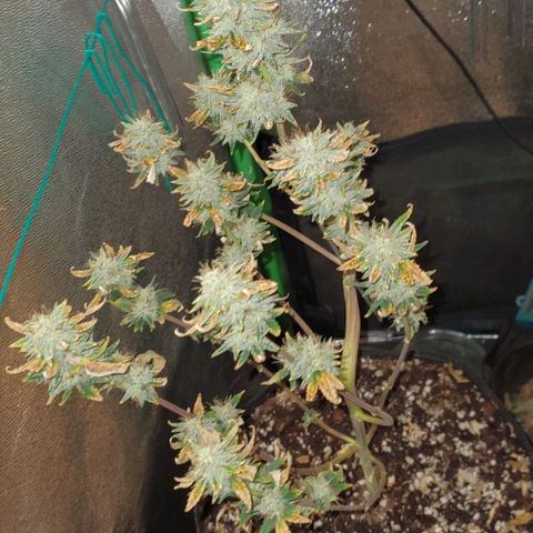 Eve growlog timeline photo
