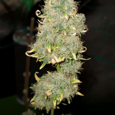 Bonnibel growlog timeline photo