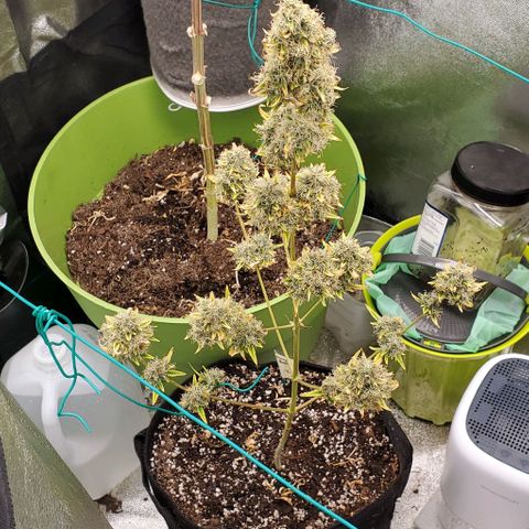 Bonnibel growlog timeline photo