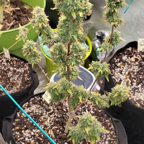 Corkscrew growlog timeline photo