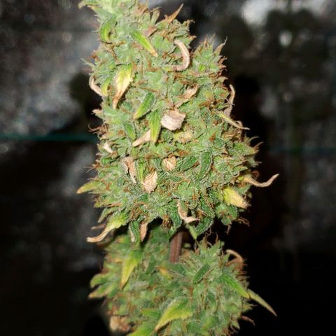Corkscrew growlog timeline photo