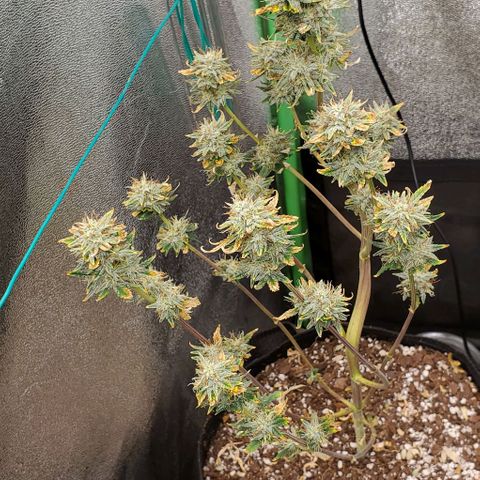 Eve growlog timeline photo