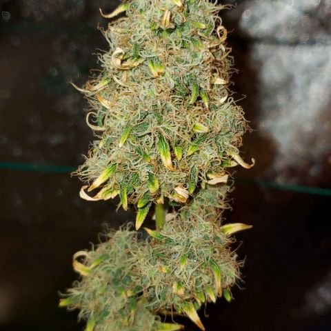 Bonnibel growlog timeline photo