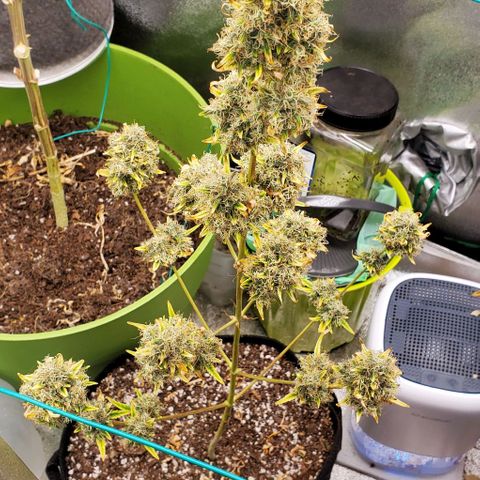 Bonnibel growlog timeline photo