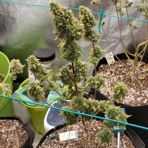 Corkscrew growlog timeline photo