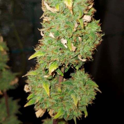 Corkscrew growlog timeline photo