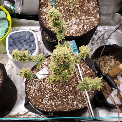 Corkscrew growlog timeline photo
