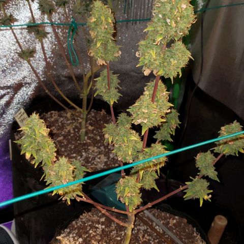 Corkscrew growlog timeline photo