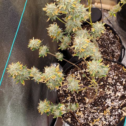 Eve growlog timeline photo