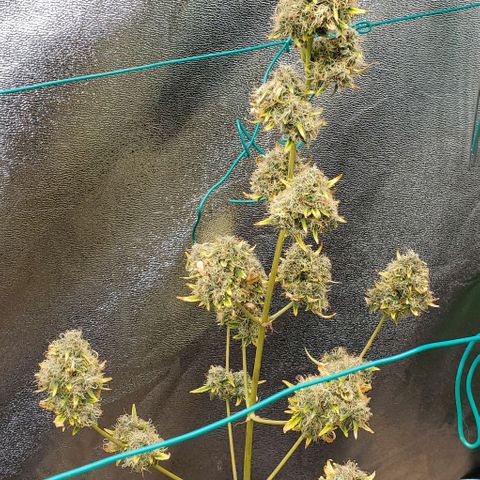 Bonnibel growlog timeline photo