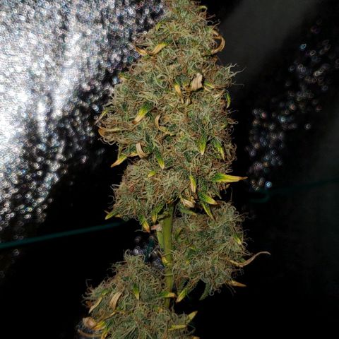 Bonnibel growlog timeline photo