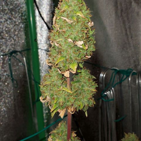 Corkscrew growlog timeline photo
