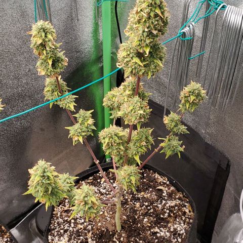 Corkscrew growlog timeline photo
