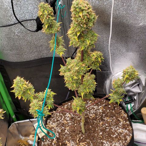 Corkscrew growlog photo: Lots of amber trichs