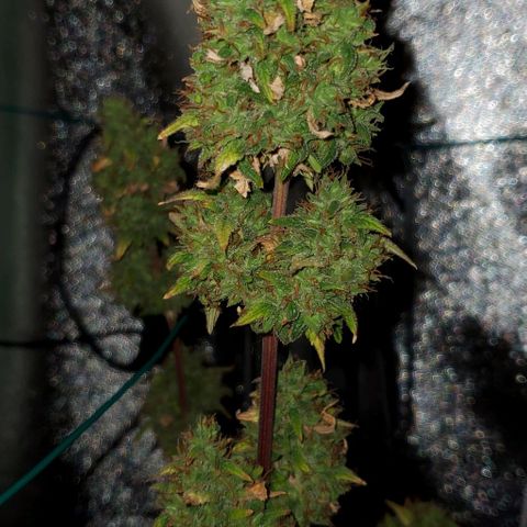 Corkscrew growlog photo: Lots of amber trichs