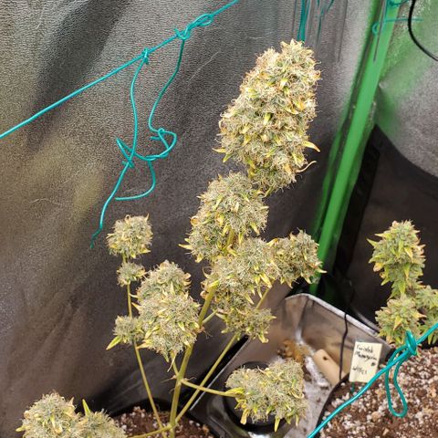 Bonnibel growlog photo: Mostly cloudy trichs
