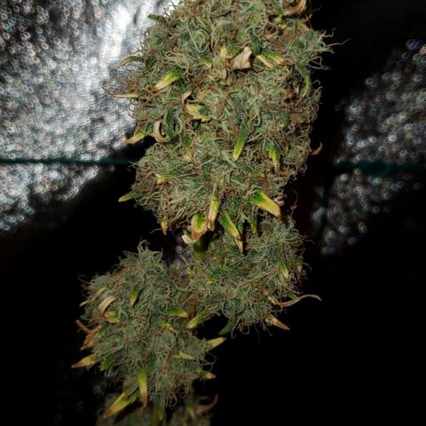 Bonnibel growlog photo: Mostly cloudy trichs